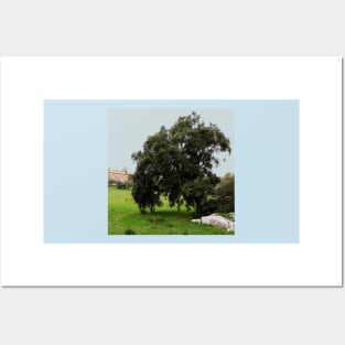 Old Cork Oak Tree Meadow Posters and Art